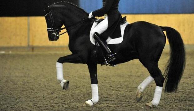 Matthias-Alexander Rath reitet bei auf dem Reiterhof Schockemöhle den Hengst Totilas.