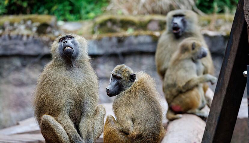 Nach Angaben des Tiergartens kommt es in der Pavian-Gruppe verst&auml;rkt zu Konflikten, bei denen sich die Tiere verletzen.