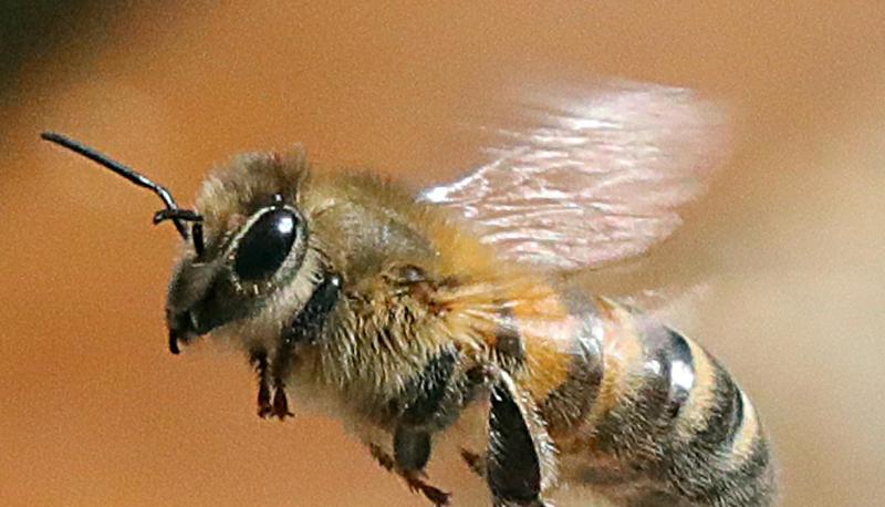 Eine Honigbiene fliegt eine Blüte an. Eine Honigbiene fliegt eine Blüte an.