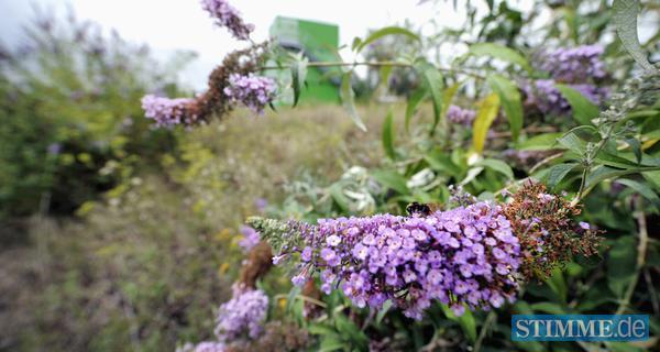 Buga-Pressekonferenz | 08.08.