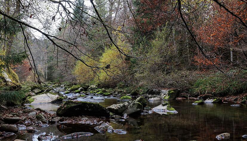 Der Nationalpark ist bisher das einzige Großschutzgebiet dieser Art im Südwesten. (Archivbild) Der Nationalpark ist bisher das einzige Großschutzgebiet dieser Art im Südwesten. (Archivbild)