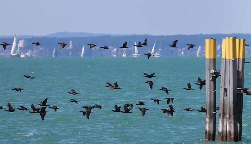 Im Kampf gegen den als Fischräuber berüchtigten Kormoran sollen Anfang des kommenden Jahres Drohnen eingesetzt werden. (Archivbild) Im Kampf gegen den als Fischräuber berüchtigten Kormoran sollen Anfang des kommenden Jahres Drohnen eingesetzt werden. (Archivbild)