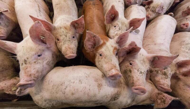 Das Wohl der Tiere, die geschlachtet werden wollen, ist regelmäßig in der Kritik. Nicht nur bei Schweinen, sondern auch bei Rindern und Gefügel. Foto: dpa