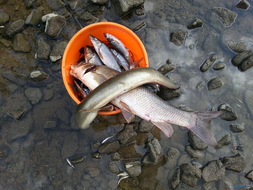 Fischsterben nach Großbrand | 24.08. Fischsterben nach Großbrand | 24.08.