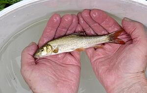 Fischrettung Siglingen | 28.08.2015 Fischrettung Siglingen | 28.08.2015