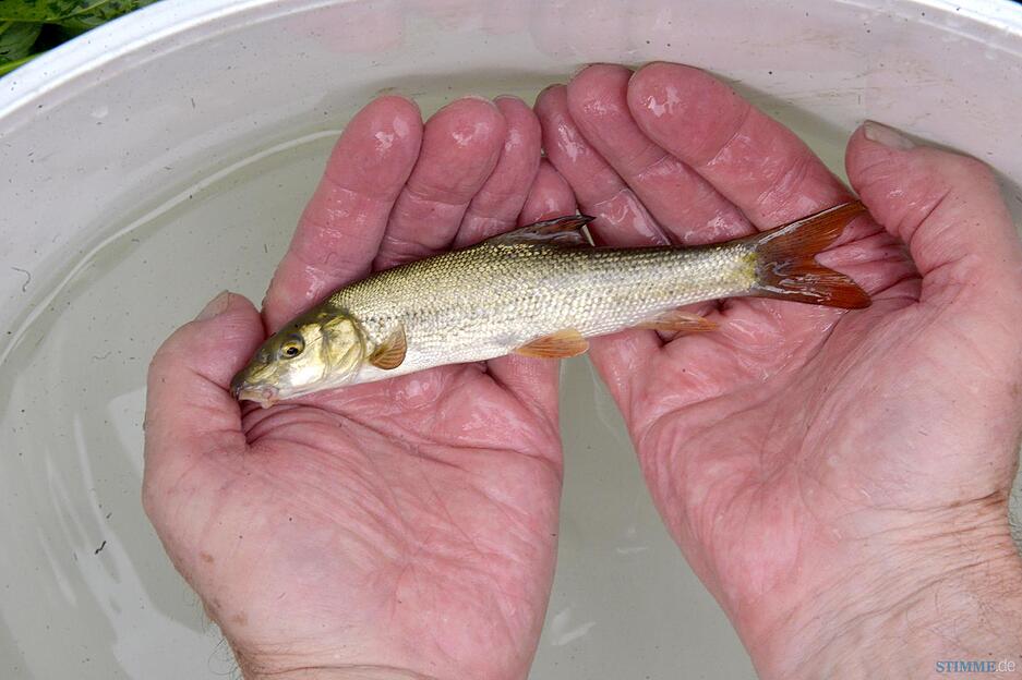 Fischrettung Siglingen | 28.08.2015
