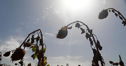 Auf Mallorca sorgt eine weitere Hitzewelle dafür, dass die Sonnenblumen auf dem Feld vertrocknen.