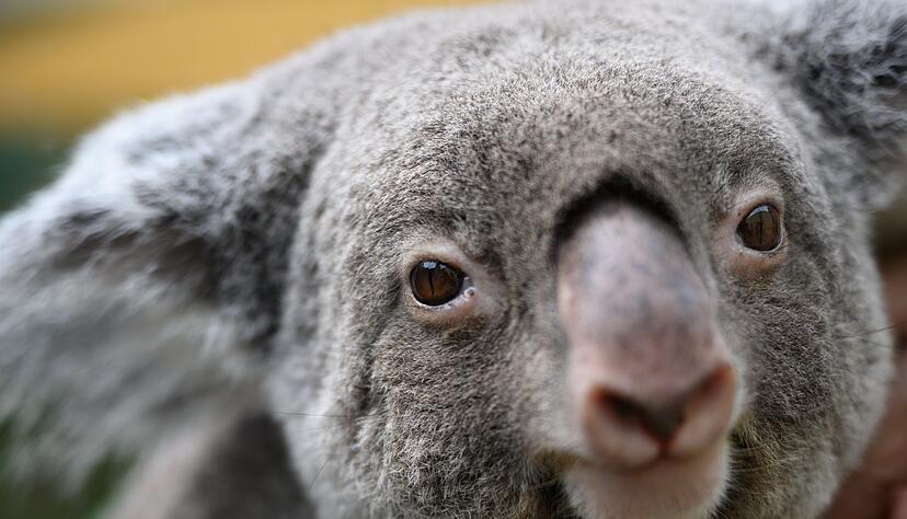 Koalas sind vielerorts in Australien stark bedroht. (Archivbild)