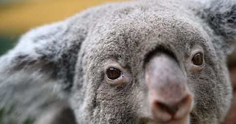 Koalas sind vielerorts in Australien stark bedroht. (Archivbild)