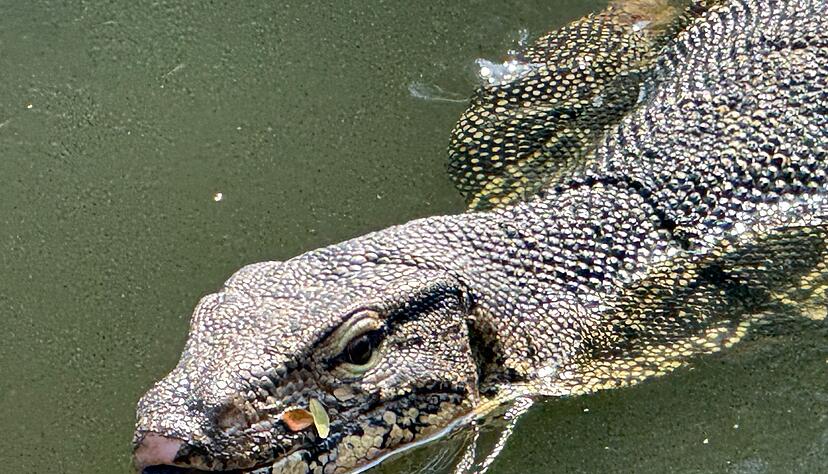 Oft lassen die Riesenechsen ihre dunkle, gespaltene Zunge hervorschnellen.