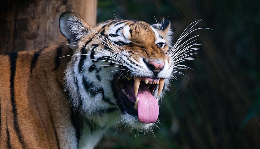 Ein Zeichen der Zuneigung? Dieser Sibirische Tiger präsentiert seine lange Zunge. (Symbolbild) Ein Zeichen der Zuneigung? Dieser Sibirische Tiger präsentiert seine lange Zunge. (Symbolbild)