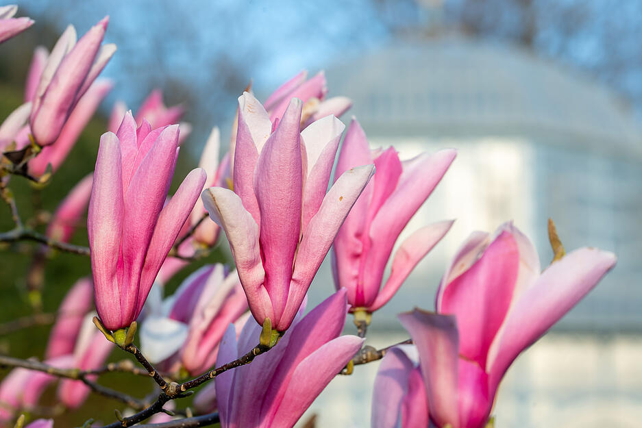 Die Magnolienblüte in der Wilhelma Stuttgart verwandelt den Maurischen Garten in ein beeindruckendes Farbenmeer. Die Magnolienblüte in der Wilhelma Stuttgart verwandelt den Maurischen Garten in ein beeindruckendes Farbenmeer.