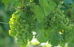 Der Bauernlehrpfad führt direkt an den Feldfrüchten vorbei: Hier Weintrauben in Rebhängen bei Büschelhof. Der Bauernlehrpfad führt direkt an den Feldfrüchten vorbei: Hier Weintrauben in Rebhängen bei Büschelhof.
