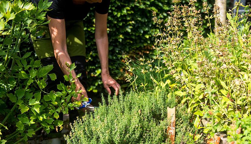 Frische Kräuter aus dem Garten? Viele Arten lassen sich ganz einfach selbst anbauen. Frische Kräuter aus dem Garten? Viele Arten lassen sich ganz einfach selbst anbauen.