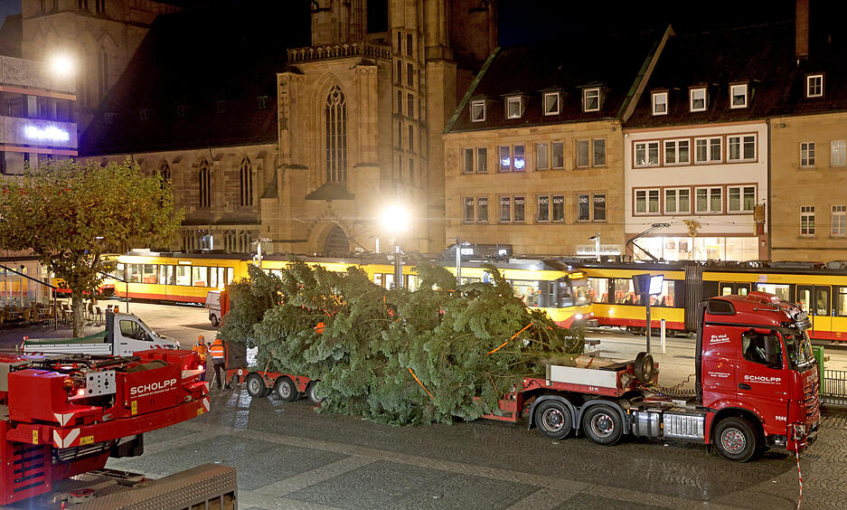 Die Tanne, die den Heilbronner Marktplatz als Weihnachtsbaum schmücken wird, wurde zunächst in Ilsfeld gefällt...