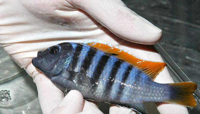 Muss der Fisch untersucht werden, bleibt häufig nur der Weg in die Praxis. Muss der Fisch untersucht werden, bleibt häufig nur der Weg in die Praxis.