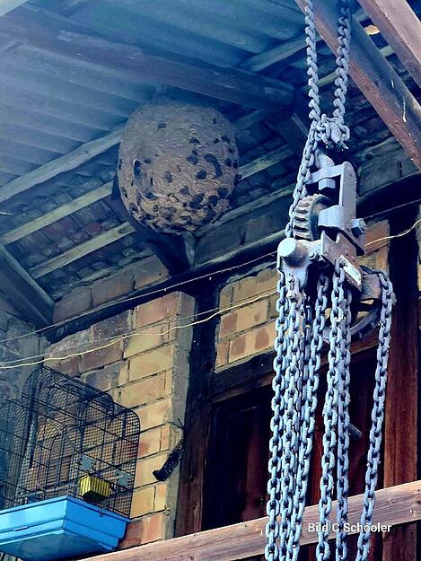 Lieben die Nähe der Menschen: Nest eines Volks der Asiatischen Hornisse in Pfaffenhofen. Lieben die Nähe der Menschen: Nest eines Volks der Asiatischen Hornisse in Pfaffenhofen.