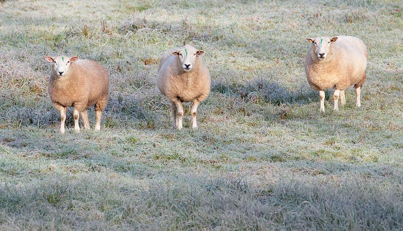 Wo bleibt der Schnee? (Archivbild)