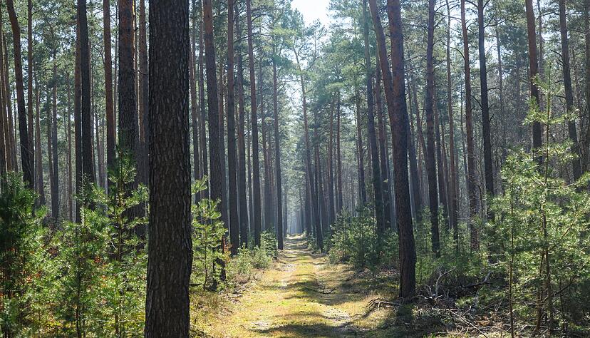 Trockene W&auml;lder wie etwa die Kiefernw&auml;lder in Brandenburg haben oft eine hohe Waldbrandgef&auml;hrdung.