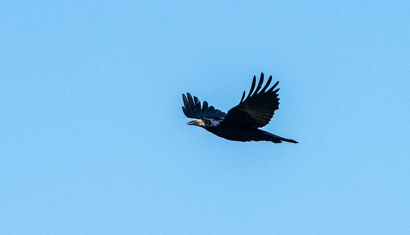 Saatkr&auml;hen sind in bestimmten Regionen ein Problem f&uuml;r dieLandwirtschaft. (Archivbild)