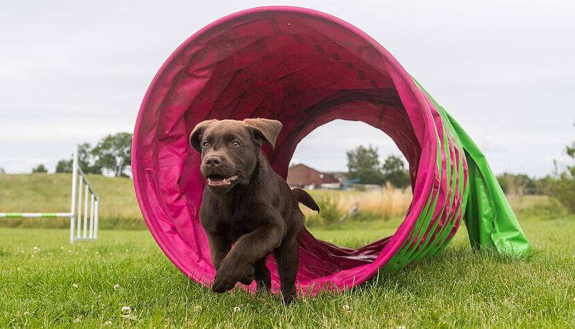 Eine Variante des normalen Agility ist das Hooper Agility. Dabei läuft der Mensch nicht durch den Parcours mit, sondern lotst seinen Hund aus der Distanz zu den verschiedenen Hindernissen, wie Torbögen oder Tunnel. Eine Variante des normalen Agility ist das Hooper Agility. Dabei läuft der Mensch nicht durch den Parcours mit, sondern lotst seinen Hund aus der Distanz zu den verschiedenen Hindernissen, wie Torbögen oder Tunnel.