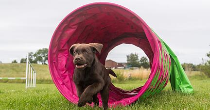 Eine Variante des normalen Agility ist das Hooper Agility. Dabei läuft der Mensch nicht durch den Parcours mit, sondern lotst seinen Hund aus der Distanz zu den verschiedenen Hindernissen, wie Torbögen oder Tunnel. Eine Variante des normalen Agility ist das Hooper Agility. Dabei läuft der Mensch nicht durch den Parcours mit, sondern lotst seinen Hund aus der Distanz zu den verschiedenen Hindernissen, wie Torbögen oder Tunnel.