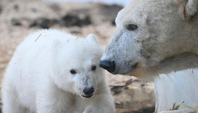 Mutter Nuka l&auml;sst ihren Nachwuchs nicht aus den Augen.