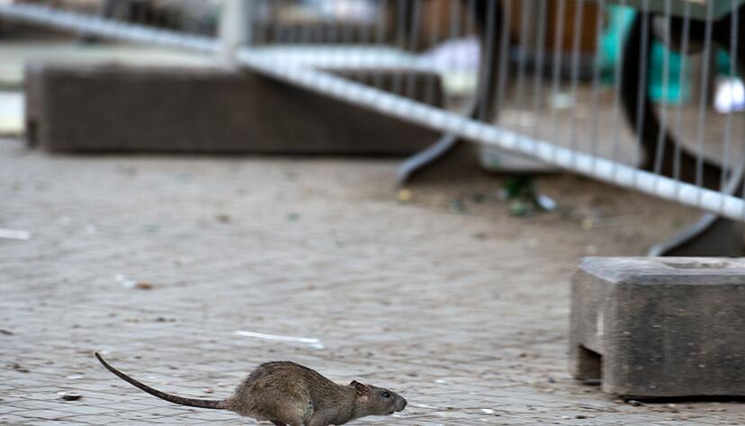 Mehrere Verb&auml;nde warnen vor Rattenplagen in Deutschland. (Archivbild)