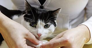 Erste Hilfe für Fellnasen: Manche Wehwehchen sind schnell selbst behoben, bei ernsteren Notfällen ist der Tierarzt jedoch die beste Adresse. Erste Hilfe für Fellnasen: Manche Wehwehchen sind schnell selbst behoben, bei ernsteren Notfällen ist der Tierarzt jedoch die beste Adresse.