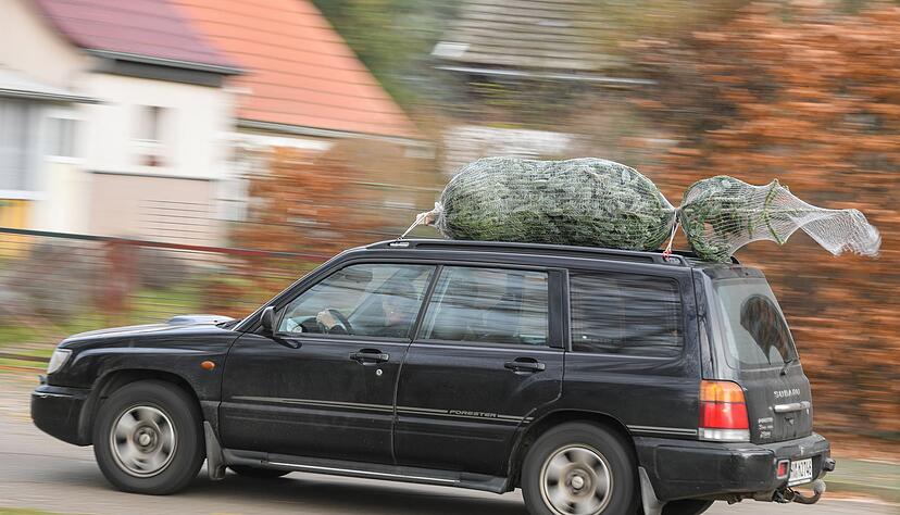 Stamm voraus: So sollte der Baum platziert sein, wenn man ihn auf dem Autodach transportiert.