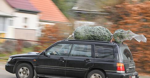 Stamm voraus: So sollte der Baum platziert sein, wenn man ihn auf dem Autodach transportiert.