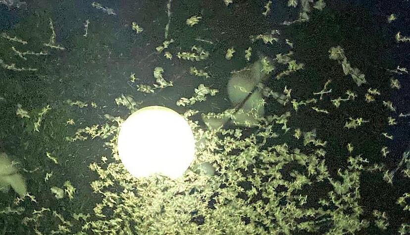 Ein beeindruckendes Naturschauspiel mit tausenden Eintagsfliegen gab es jüngst im Bereich der Ingelfinger Kocherbrücke zu beobachten. Ein beeindruckendes Naturschauspiel mit tausenden Eintagsfliegen gab es jüngst im Bereich der Ingelfinger Kocherbrücke zu beobachten.
