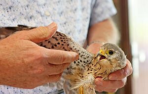 Der Leiter der Nabu-Greifvogelpflegestation Bad Friedrichshall, Helmut Weber, untersucht einen Turmfalken. Am Gefieder erkennt er, dass der Neuzugang männlich und zwei Jahre alt ist. Das Tier darf sich nun von einem Unfall erholen.
Fotos: Ralf Seidel Der Leiter der Nabu-Greifvogelpflegestation Bad Friedrichshall, Helmut Weber, untersucht einen Turmfalken. Am Gefieder erkennt er, dass der Neuzugang männlich und zwei Jahre alt ist. Das Tier darf sich nun von einem Unfall erholen.
Fotos: Ralf Seidel