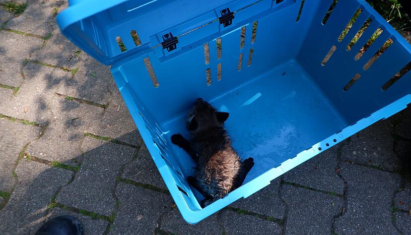 Mit viel Geduld und einem Kescher gelingt die Rettung.