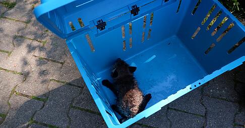 Mit viel Geduld und einem Kescher gelingt die Rettung.