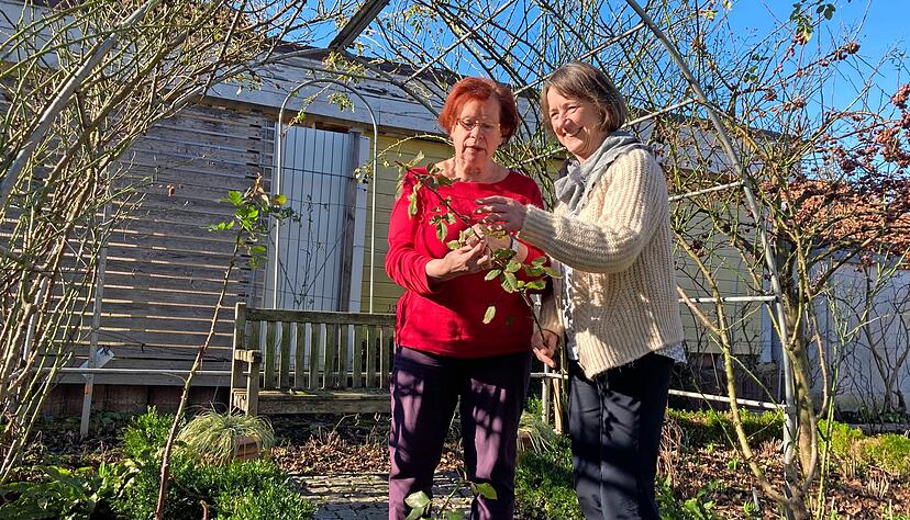 Betrachten einen abgeschnittenen Rosentrieb: Rosemarie Held und Rita Hillebrecht von den Rosenfreunden Heilbronn-Hohenlohe.
Foto: Jörg Kühl
