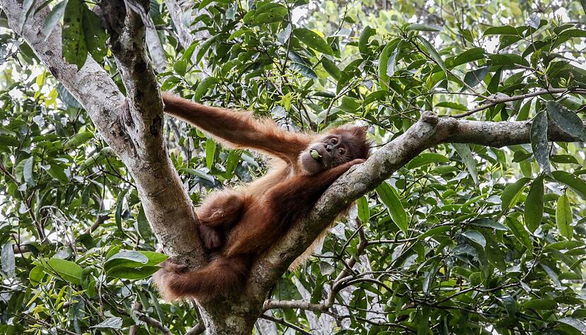 So leben Orang-Utans in der Wildnis: Entspannt in den Baumwipfeln. (Symbolbild)