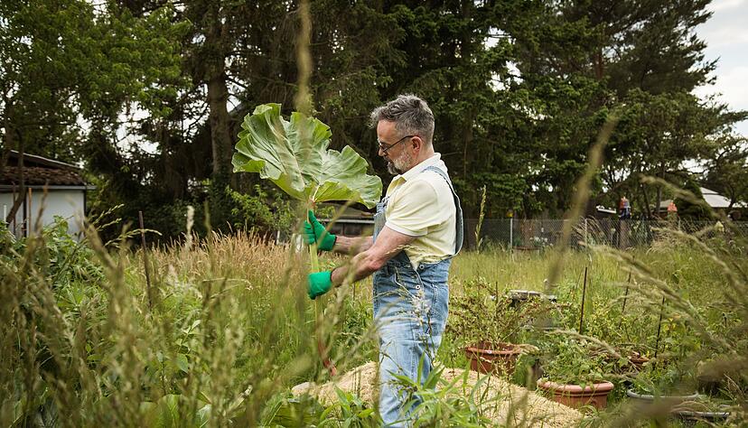 Große Rhabarberblätter decken als Mulchschicht den Boden hervorragend ab - sind aber auch ein gutes Schneckenversteck.