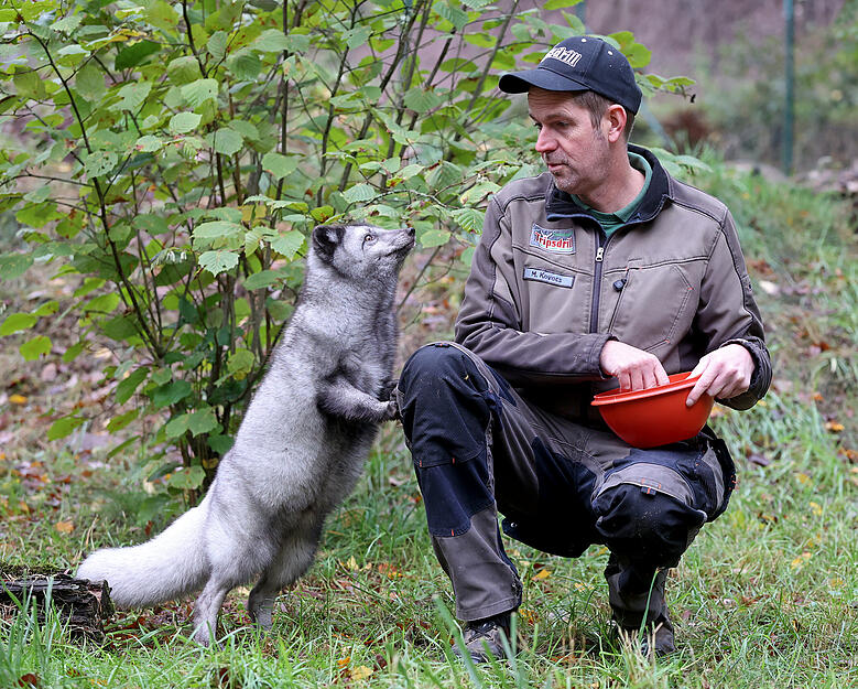 Polarfüchse im Wildpark Tripsdrill in Cleebronn