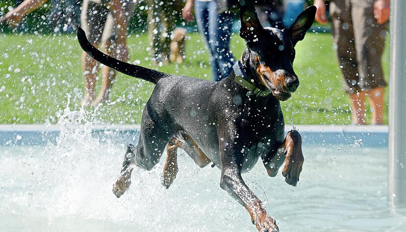 Hunde der Dobermann-Rasse können ganz schön groß werden. (Symbolbild) Hunde der Dobermann-Rasse können ganz schön groß werden. (Symbolbild)