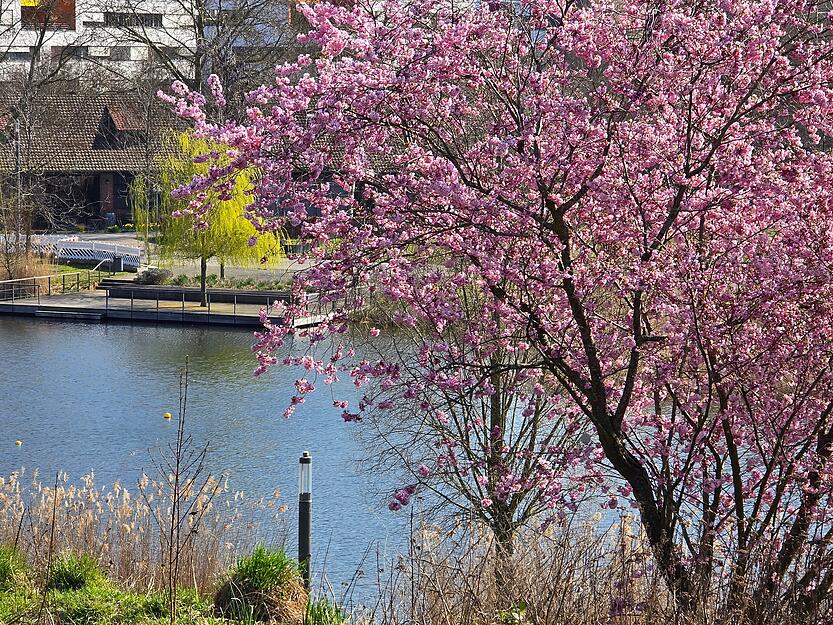 Auf dem ehemaligen Buga-Gelände findet sich auch der ein oder andere Kirschbaum. Auf dem ehemaligen Buga-Gelände findet sich auch der ein oder andere Kirschbaum.