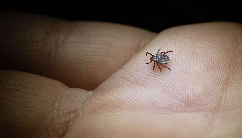 Zecken suchen am K&ouml;rper nach gesch&uuml;tzten Stellen, um zuzustechen. So f&uuml;hlen sie sich unter den Achseln oder hinter dem Ohr wohl.