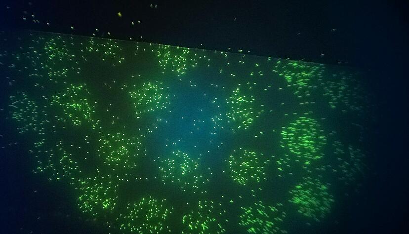 So sieht der Nachweis von Legionellen durch das Bluelab-Ger&auml;t aus: Jeder gr&uuml;ne Punkt ist ein durch Antik&ouml;rper markierter Keim.
Foto: Bluelab