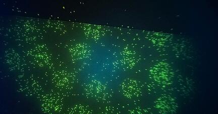 So sieht der Nachweis von Legionellen durch das Bluelab-Ger&auml;t aus: Jeder gr&uuml;ne Punkt ist ein durch Antik&ouml;rper markierter Keim.
Foto: Bluelab