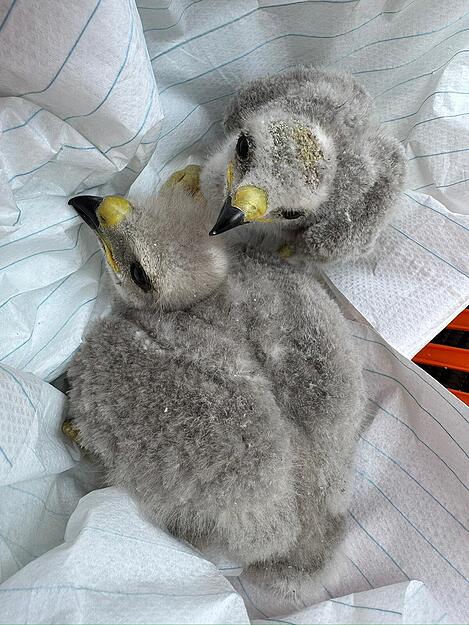 In Bad Rappenau retteten am Sonntag Helfer von der Tierrettung Unterland zwei Greifvogel-K&uuml;ken aus misslicher Lage.