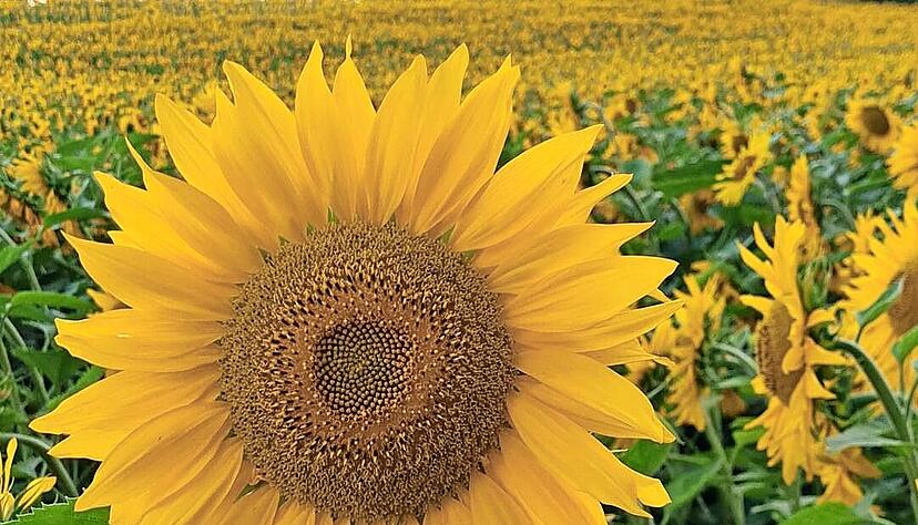 Gewinnerin: Uschi Dugulin aus Neuenstein zeigt die Schönheit der Sonnenblumen in verschiedenen Wachstumsstadien. Gewinnerin: Uschi Dugulin aus Neuenstein zeigt die Schönheit der Sonnenblumen in verschiedenen Wachstumsstadien.