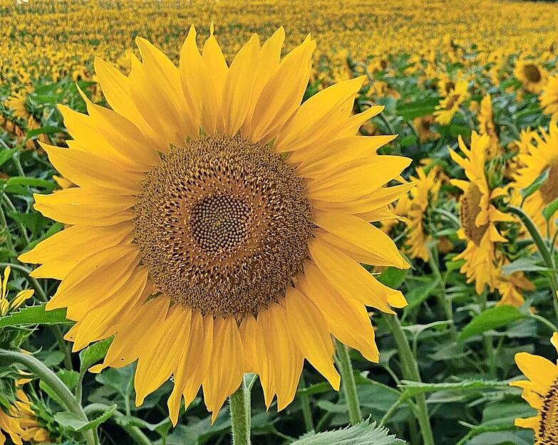 Gewinnerin: Uschi Dugulin aus Neuenstein zeigt die Schönheit der Sonnenblumen in verschiedenen Wachstumsstadien. Gewinnerin: Uschi Dugulin aus Neuenstein zeigt die Schönheit der Sonnenblumen in verschiedenen Wachstumsstadien.