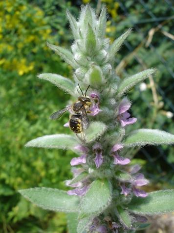 Garten-Wollbiene