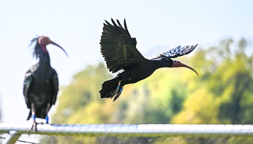 Ein Waldrapp fliegt zu einer Brutwand. Ein Waldrapp fliegt zu einer Brutwand.