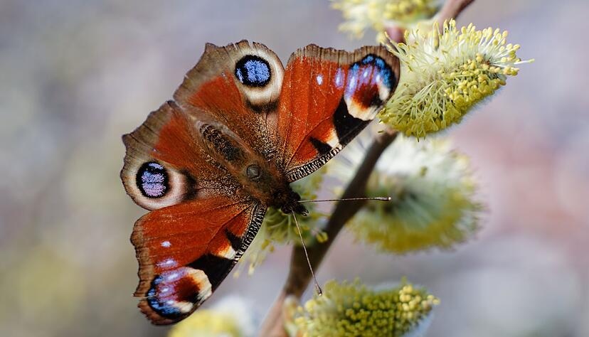 Weidenkätzchen zählen zu den beliebten Nahrungsquellen für Insekten. (Archivbild) Weidenkätzchen zählen zu den beliebten Nahrungsquellen für Insekten. (Archivbild)